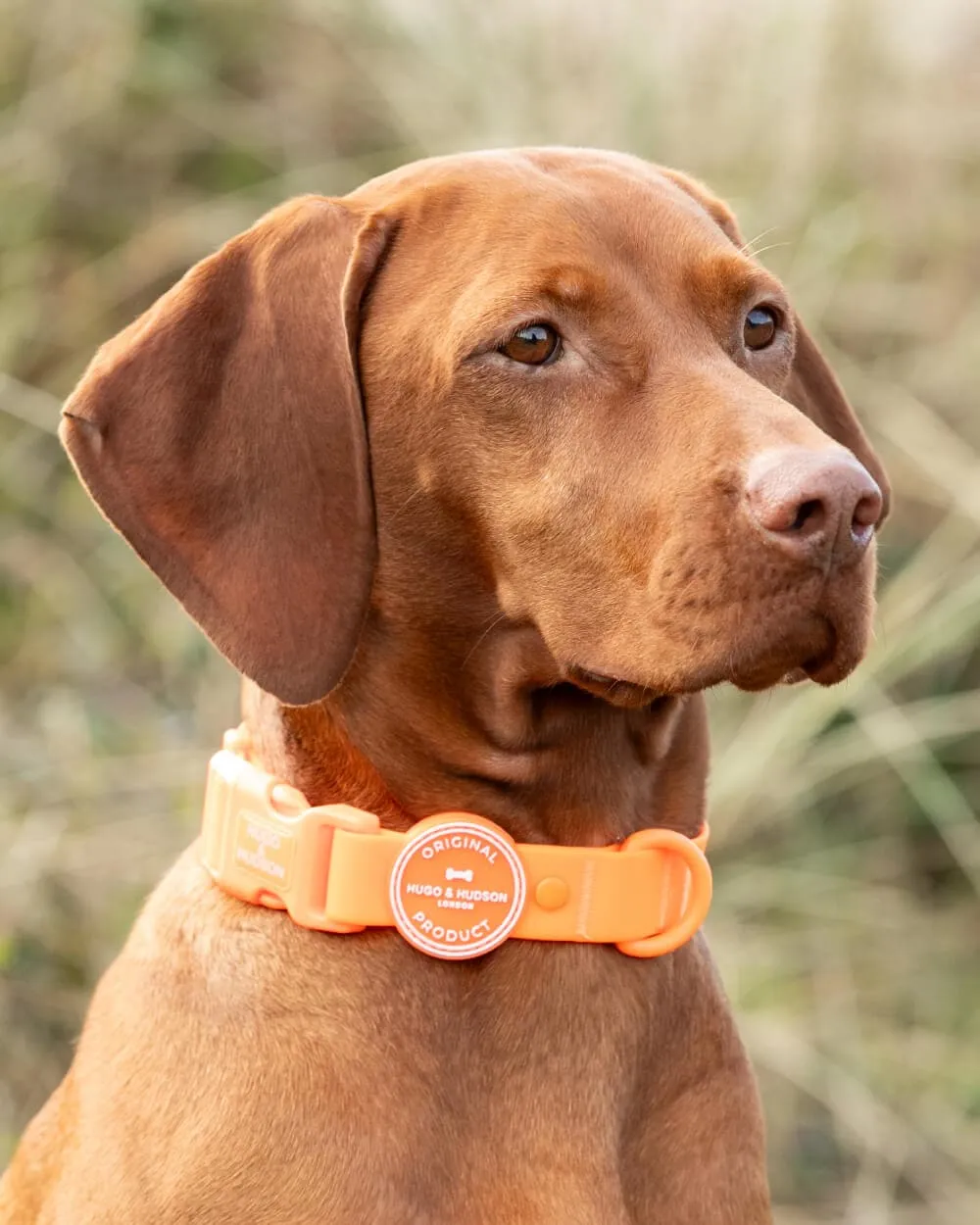 Matching Orange Waterproof Bundle - Collar, Lead and Poop Bag Holder